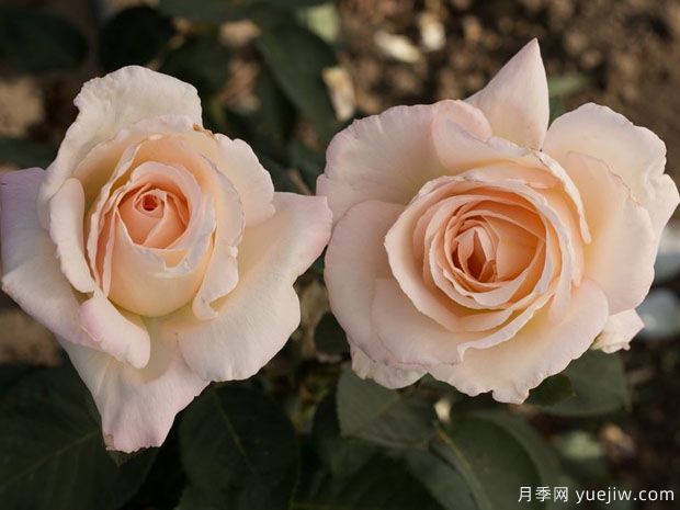 嬌蘭百樂(lè )花園月季/百花樂(lè )園月季(圖3)