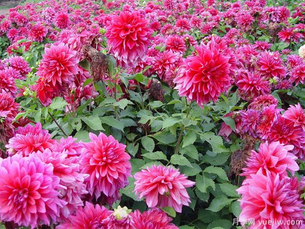 月季花花期長(cháng)，養花還有哪幾種花期可達半年？(圖1)