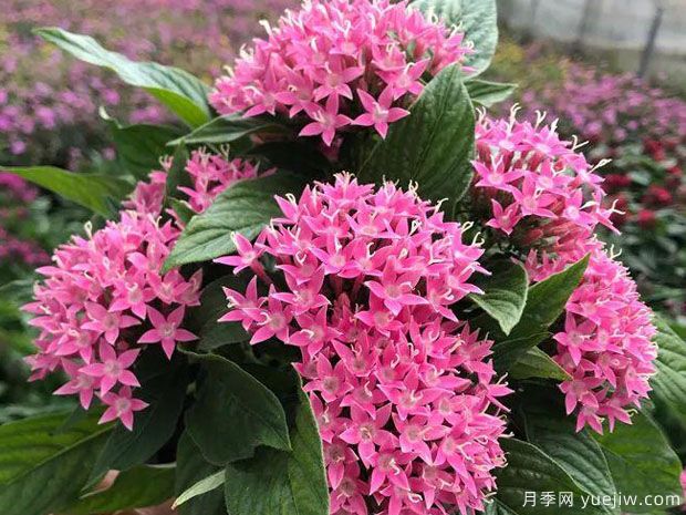 月季花花期長(cháng)，養花還有哪幾種花期可達半年？(圖2)