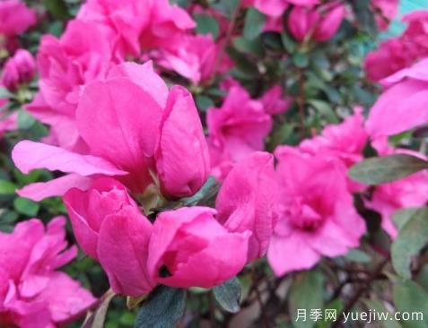  如何把杜鵑花養好？做好四點(diǎn)，花開(kāi)熱情四季可賞(圖1)