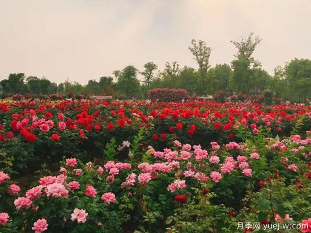 淮北月季市花文化和景觀(guān)圖集(圖2)