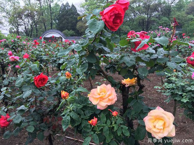 淮北月季市花文化和景觀(guān)圖集(圖3)