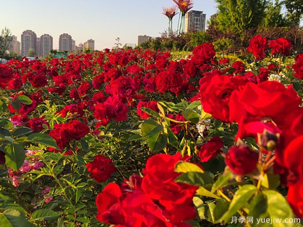 阜陽(yáng)月季市花文化和景觀(guān)圖集(圖1)