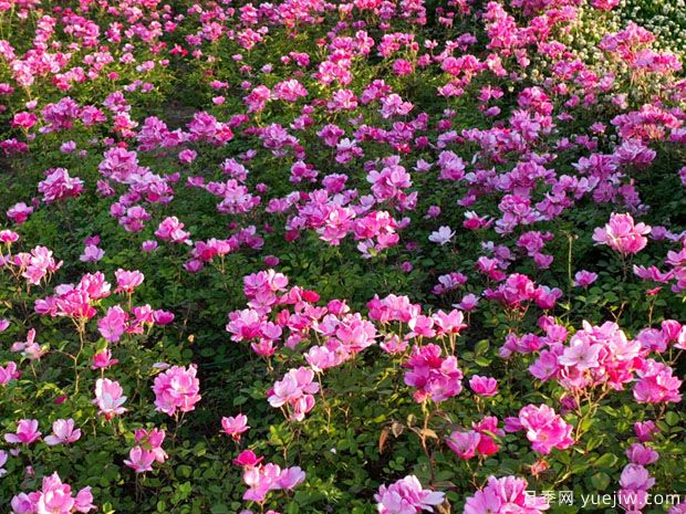 阜陽(yáng)月季市花文化和景觀(guān)圖集(圖3)