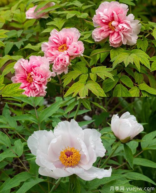 鳳丹花和牡丹花的區別？看葉子和根系(圖1)