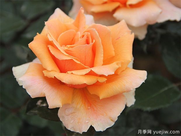 常見(jiàn)用于陽(yáng)臺的花卉種類(lèi)有哪些？(圖1)