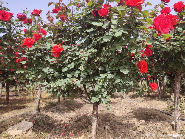 苗木種植和移栽養護注意事項，技術(shù)17問(wèn)(圖1)