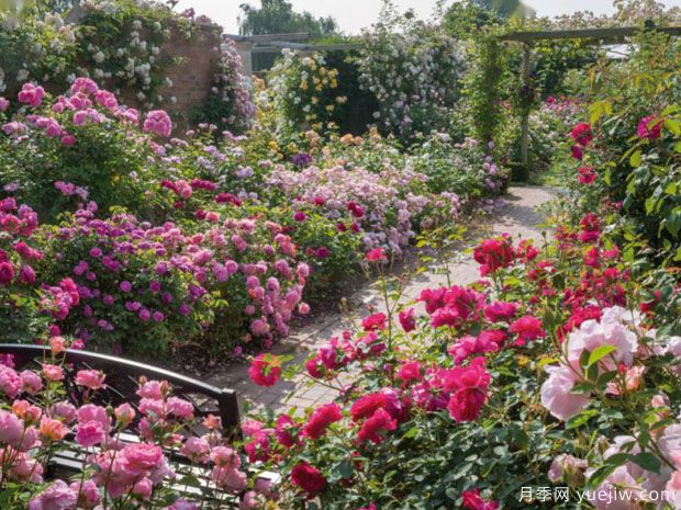 英國月季之父大衛奧斯汀的月季花園 ***美的月季都在這里(圖4)