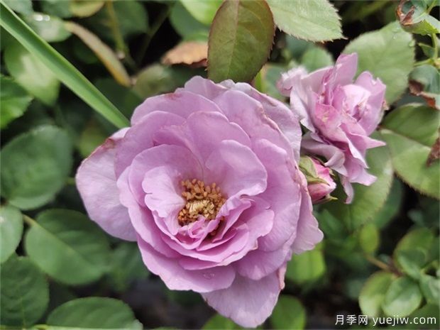 藍玫瑰花語(yǔ)是什么？藍玫瑰代表什么意思？(圖1)