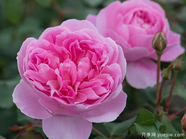 分享20款粉色月季，甜蜜來(lái)襲一眼就愛(ài)上(圖4)