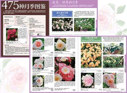 月季圖書(shū)：入谷伸一郎《月季圖鑒與栽培養護指南》(圖2)