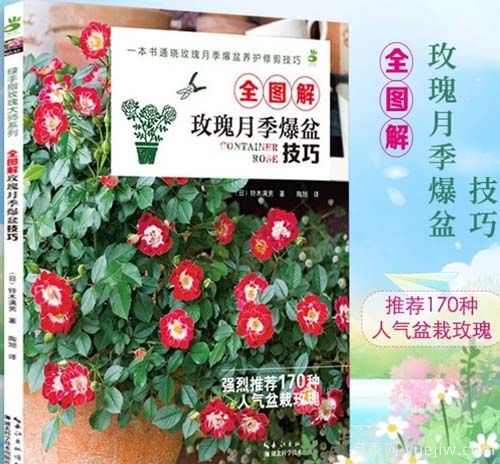月季圖書(shū)：鈴木滿(mǎn)男《全圖解玫瑰月季爆盆技巧》(圖1)