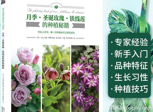 月季圖書(shū)：小山內健《月季·圣誕玫瑰·鐵線(xiàn)蓮的種植秘籍 》(圖1)