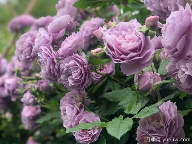 害怕花刺，推薦10種無(wú)刺少刺又仙氣十足的月季品種(圖4)
