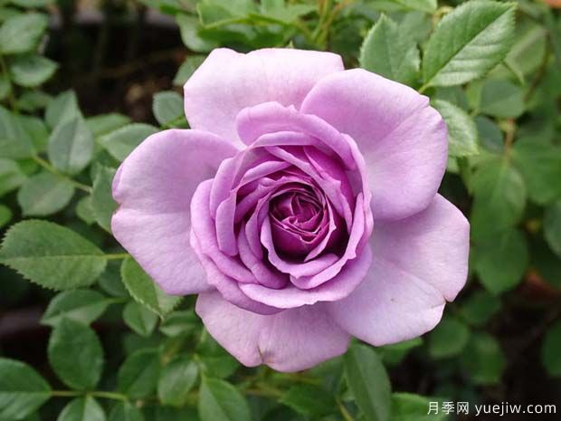薰衣草門(mén)廊月季/紫色花環(huán)/薰衣草陽(yáng)臺/薰衣草花環(huán)(圖3)