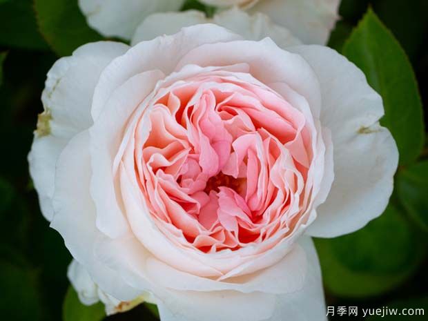 腮紅門(mén)廊月季的優(yōu)缺點(diǎn)是什么？(圖1)