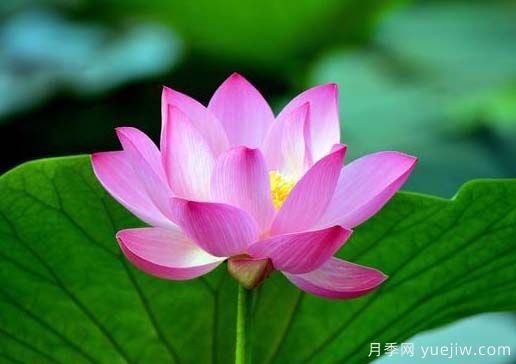 常見(jiàn)水生植物有哪些？35種匯集(圖1)