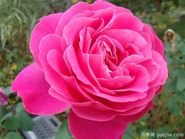 月季花朵開(kāi)的比臉大，掌握5個(gè)因素有驚喜(圖1)