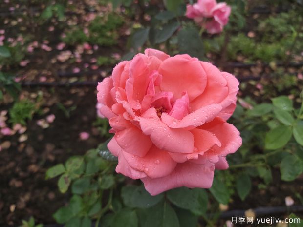 春季花卉月季出現的這些病蟲(chóng)害，要及時(shí)處理(圖1)