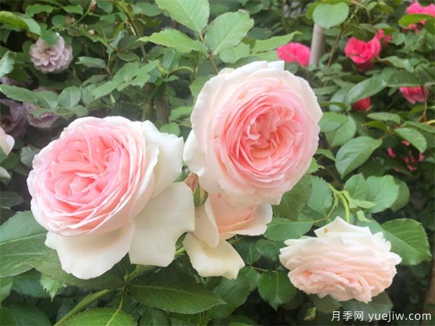 春天種月季選擇腐質(zhì)土，長(cháng)得快開(kāi)花旺(圖1)