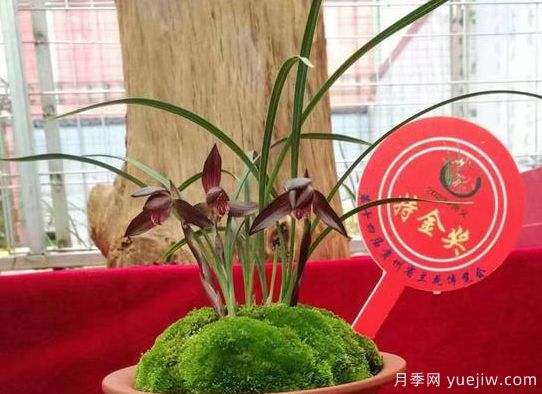 第十四屆貴州省蘭花博覽會(huì )(圖1)