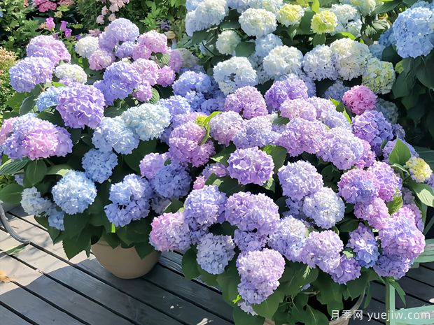 28個(gè)優(yōu)秀繡球品種，花團簇簇，花色夢(mèng)幻(圖1)