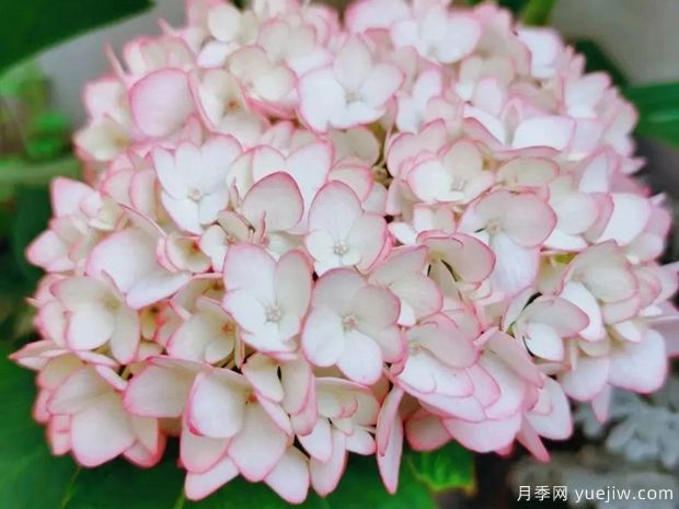 28個(gè)優(yōu)秀繡球品種，花團簇簇，花色夢(mèng)幻(圖2)