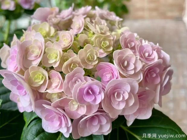 28個(gè)優(yōu)秀繡球品種，花團簇簇，花色夢(mèng)幻(圖3)