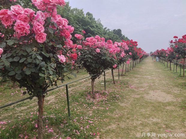 春季栽樹(shù)，挖好樹(shù)穴很重要(圖1)