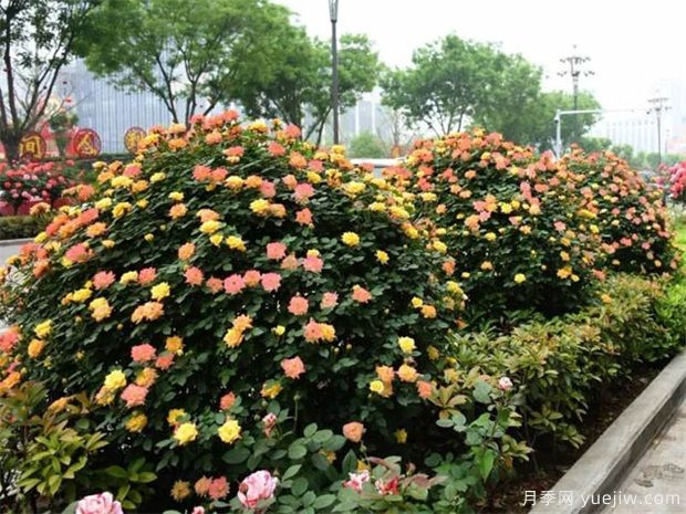 灌木球，月季花球，為景觀(guān)設計畫(huà)龍點(diǎn)睛(圖2)