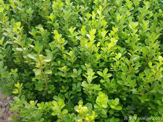 常綠苗木移栽的6個(gè)注意事項(圖1)