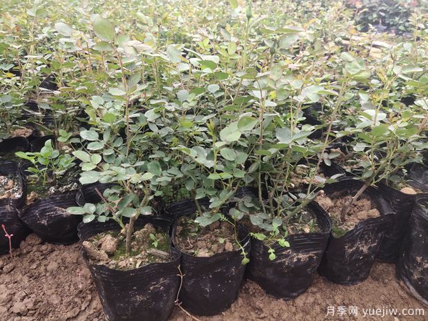 月季容器苗應該如何施肥？方式做好效率高(圖1)