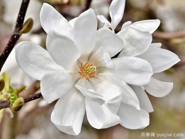 栽種白玉蘭種植地點(diǎn)、品種如何選擇？(圖1)