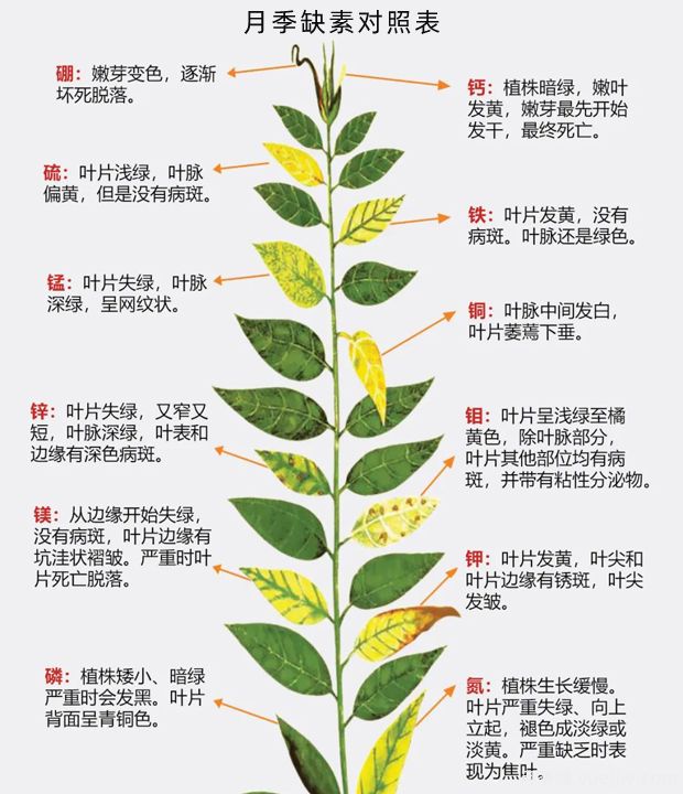 月季應該用什么樣的肥料？月季全年用肥技巧精簡(jiǎn)版(圖1)