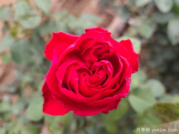 月季盆栽開(kāi)了幾個(gè)月就頹廢了，如何重新開(kāi)花？(圖2)