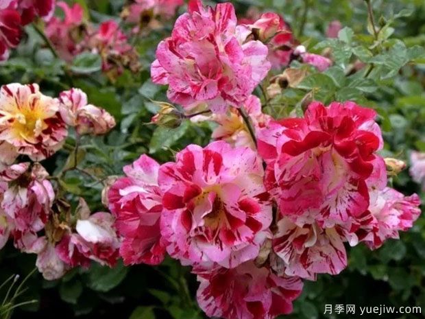 安茹復古自行車(chē)月季(圖1)