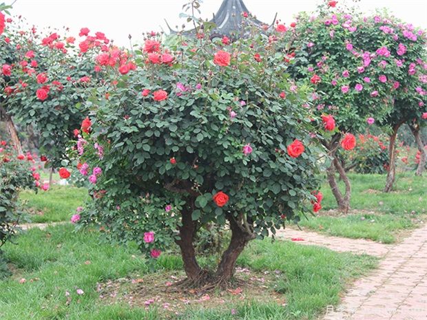 大樹(shù)移植的基本原理解析(圖1)