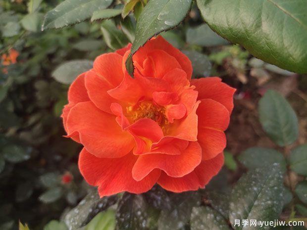8個(gè)優(yōu)秀豐花月季品種，一株花滿(mǎn)枝頭(圖2)
