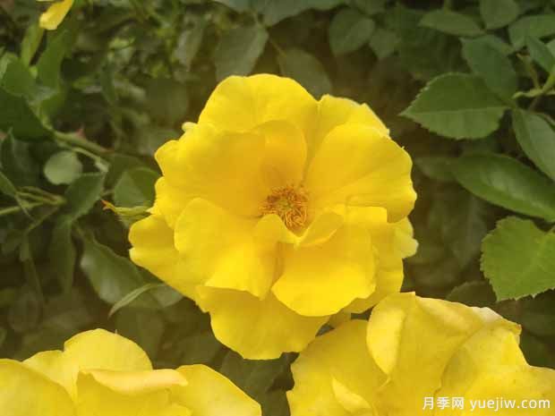 8個(gè)優(yōu)秀豐花月季品種，一株花滿(mǎn)枝頭(圖3)
