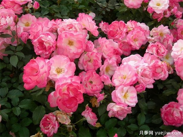 藤本櫻霞月季到底值不值得入手？(圖1)