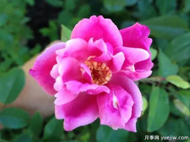 從澳大利亞發(fā)現并命名的萬(wàn)家燈火談中國古老月季(圖1)