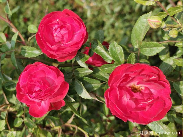 紅木香月季，低維護，花量大，花期長(cháng)，一顆爬滿(mǎn)墻(圖1)