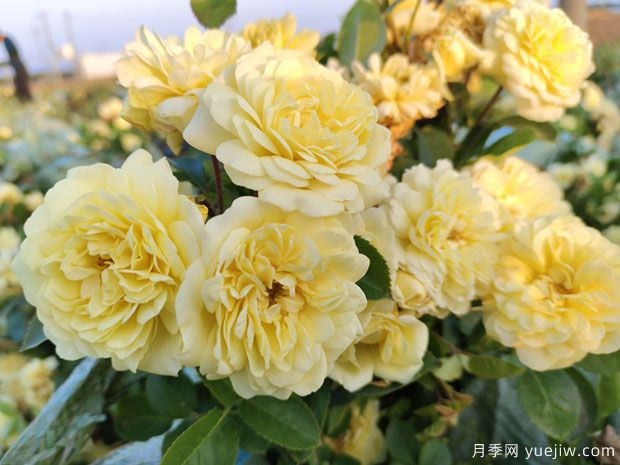 爆花黃色豐花月季綠化濕地景觀(guān)(圖3)