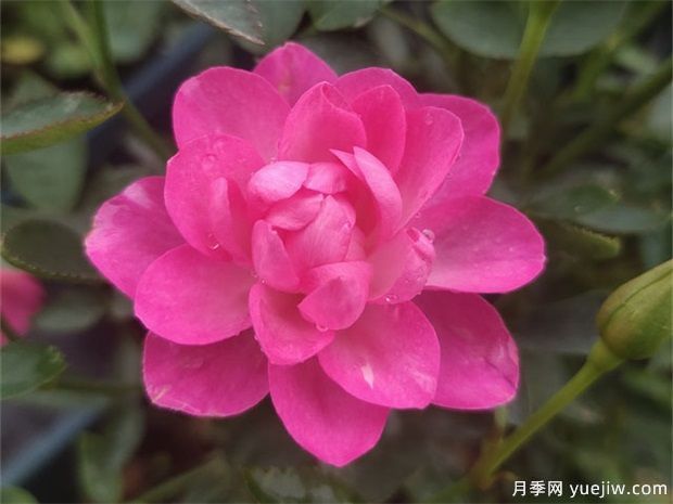 開(kāi)花機器看微月，推薦12種微型月季品種(圖1)
