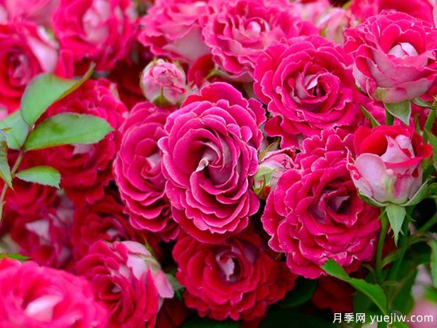 開(kāi)花機器看微月，推薦12種微型月季品種(圖2)