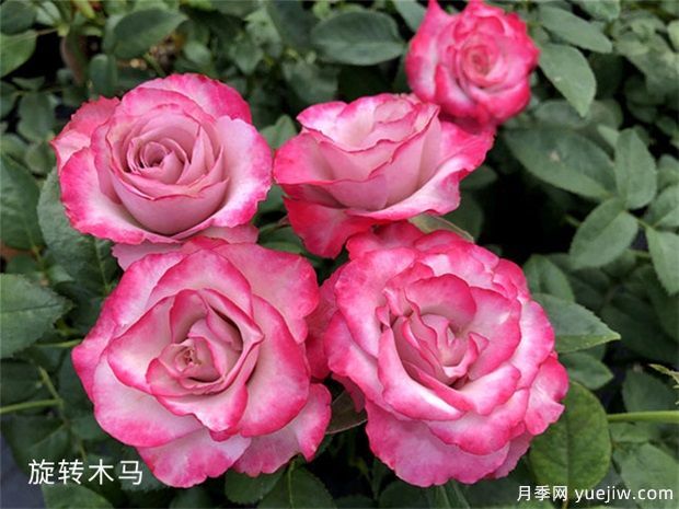 開(kāi)花機器看微月，推薦12種微型月季品種(圖3)