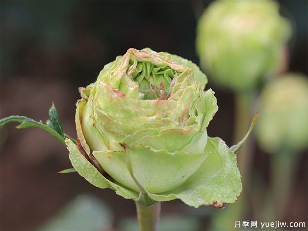 神秘清新脫俗超仙，推薦6種綠色月季品種(圖1)