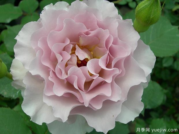 新浪潮月季優(yōu)缺點(diǎn)分析，波浪邊紫色花(圖1)