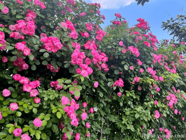 蚌埠月季市花文化和景觀(guān)圖集(圖1)