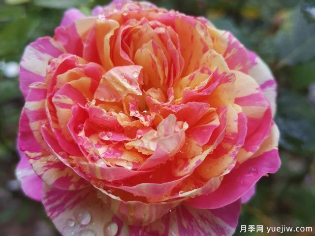 推薦9個(gè)經(jīng)典月季品種，新老花友入月季坑必選(圖5)